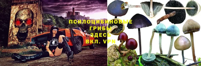 Псилоцибиновые грибы MAGIC MUSHROOMS  наркошоп  Касимов 